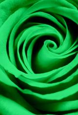 緑色のバラの壁紙