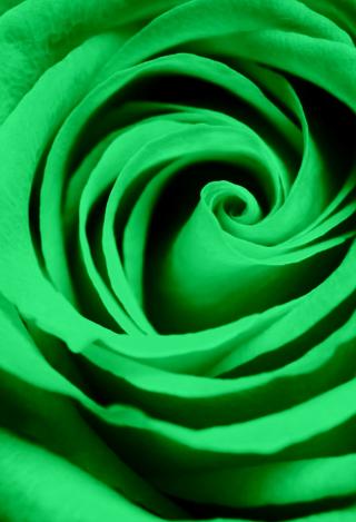 緑色のバラ Iphone壁紙 Iphone視覚効果対応