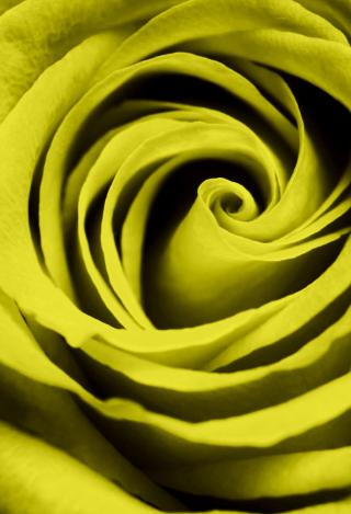 黄色のバラ